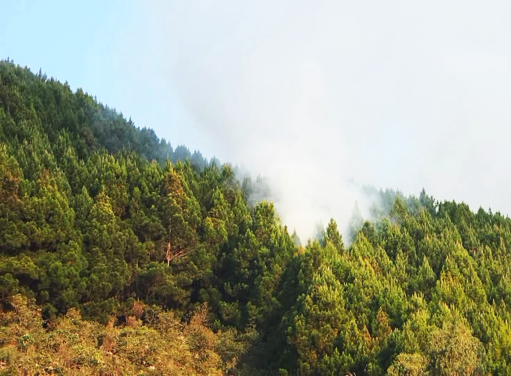 Más de 20 horas de lucha contra el fuego: logran controlar incendio forestal en Santa Ana