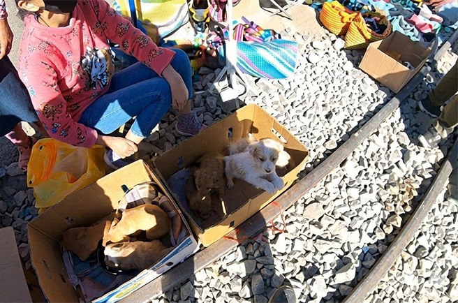Denuncian comercio clandestino y cruel de animales en la Av. Ejército ante la inacción de las autoridades